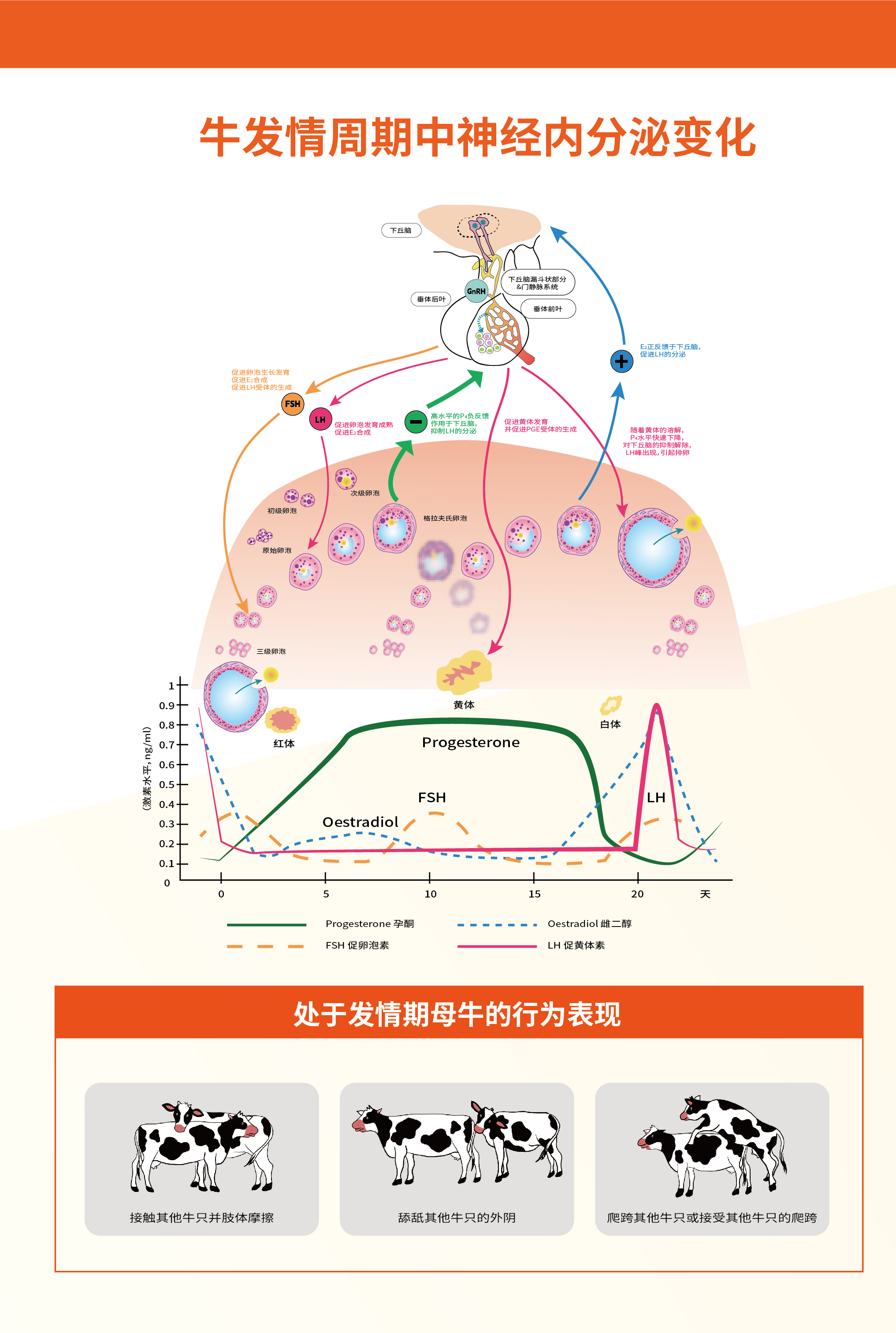 牛方案-02.jpg